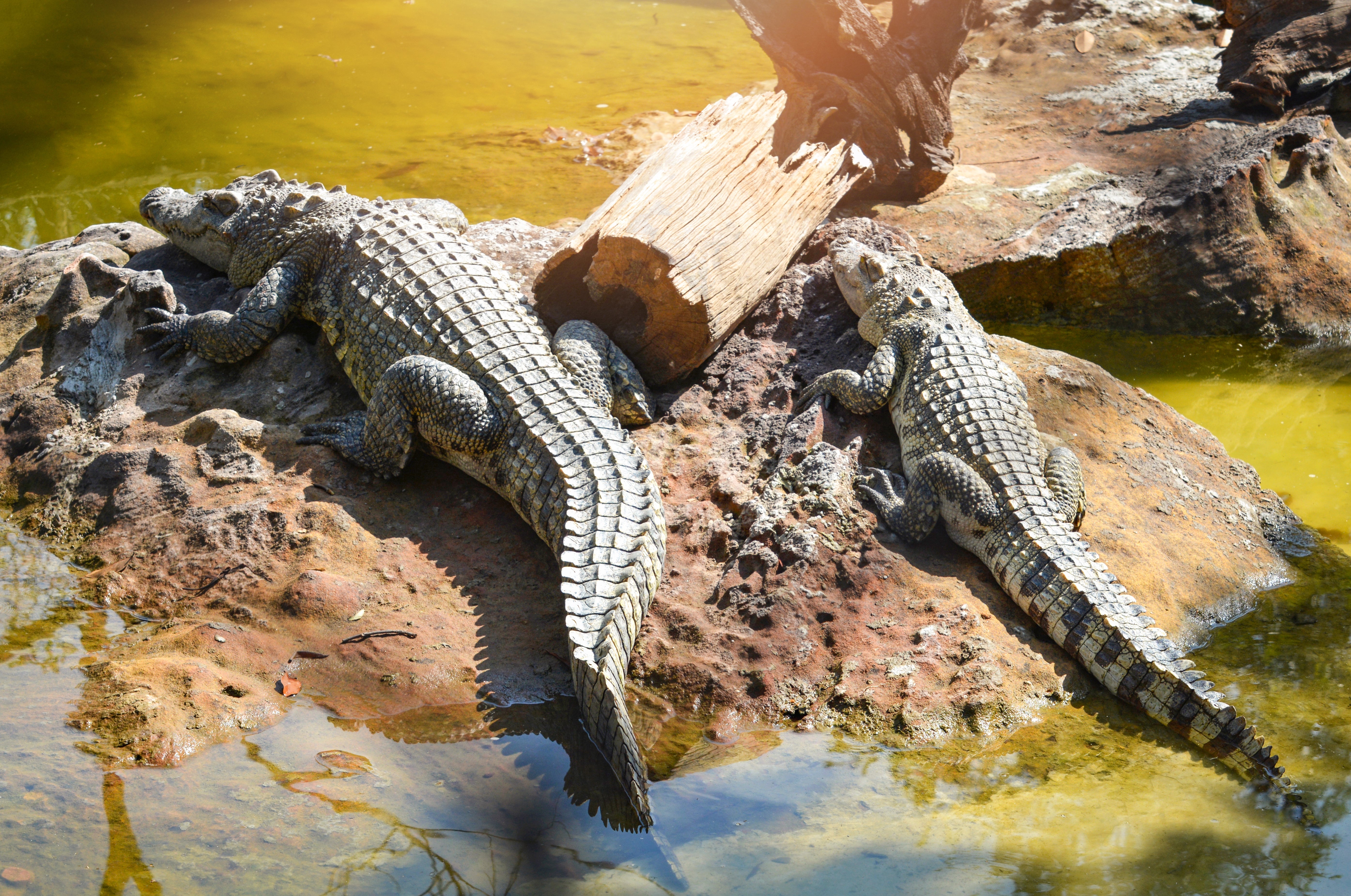 SHEDDING MADE SIMPLE: A GUIDE TO REPTILE SKIN HEALTH