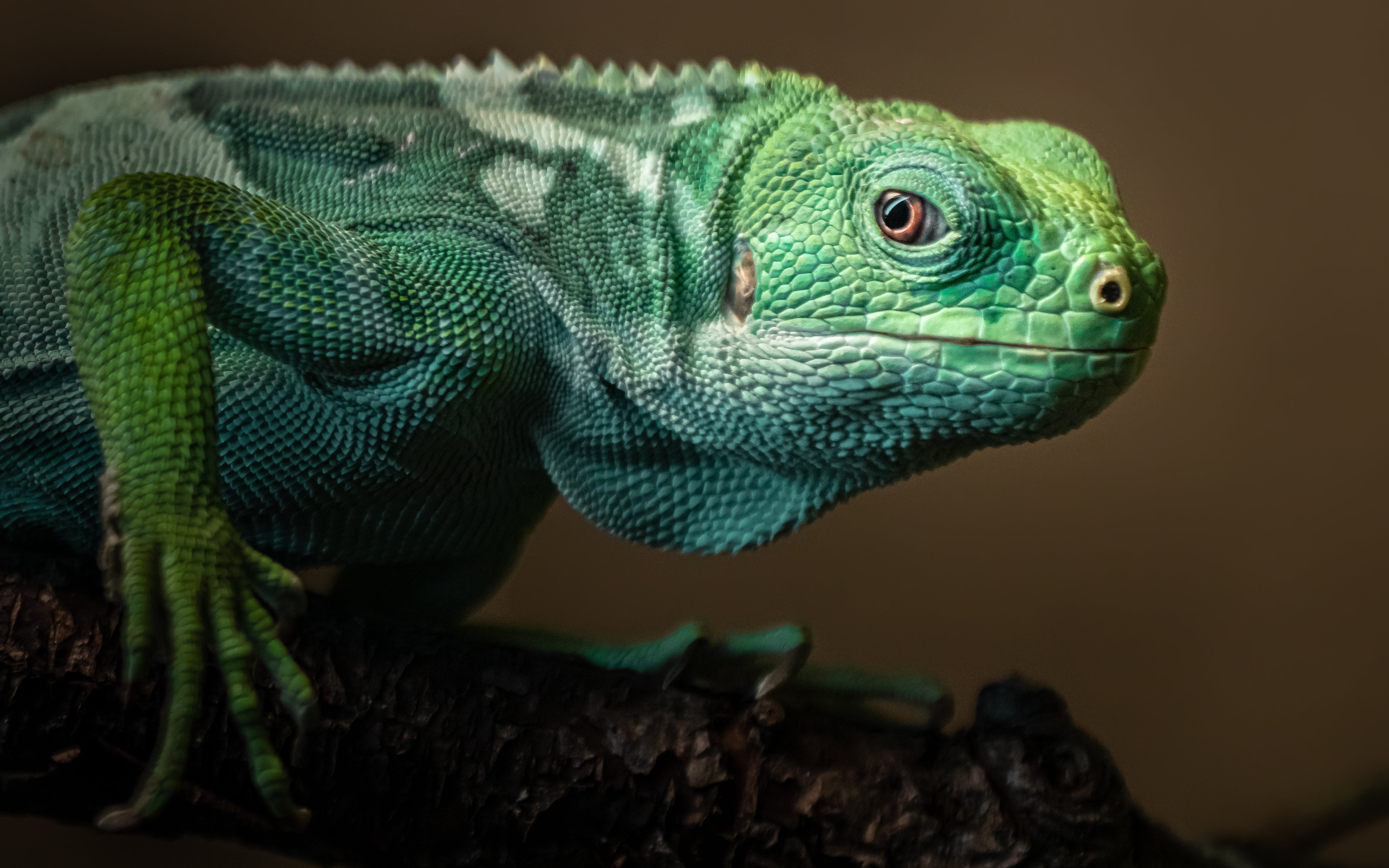 HAPPY SCALES, HEALTHY REPTILES: THE ULTIMATE CARE GUIDE