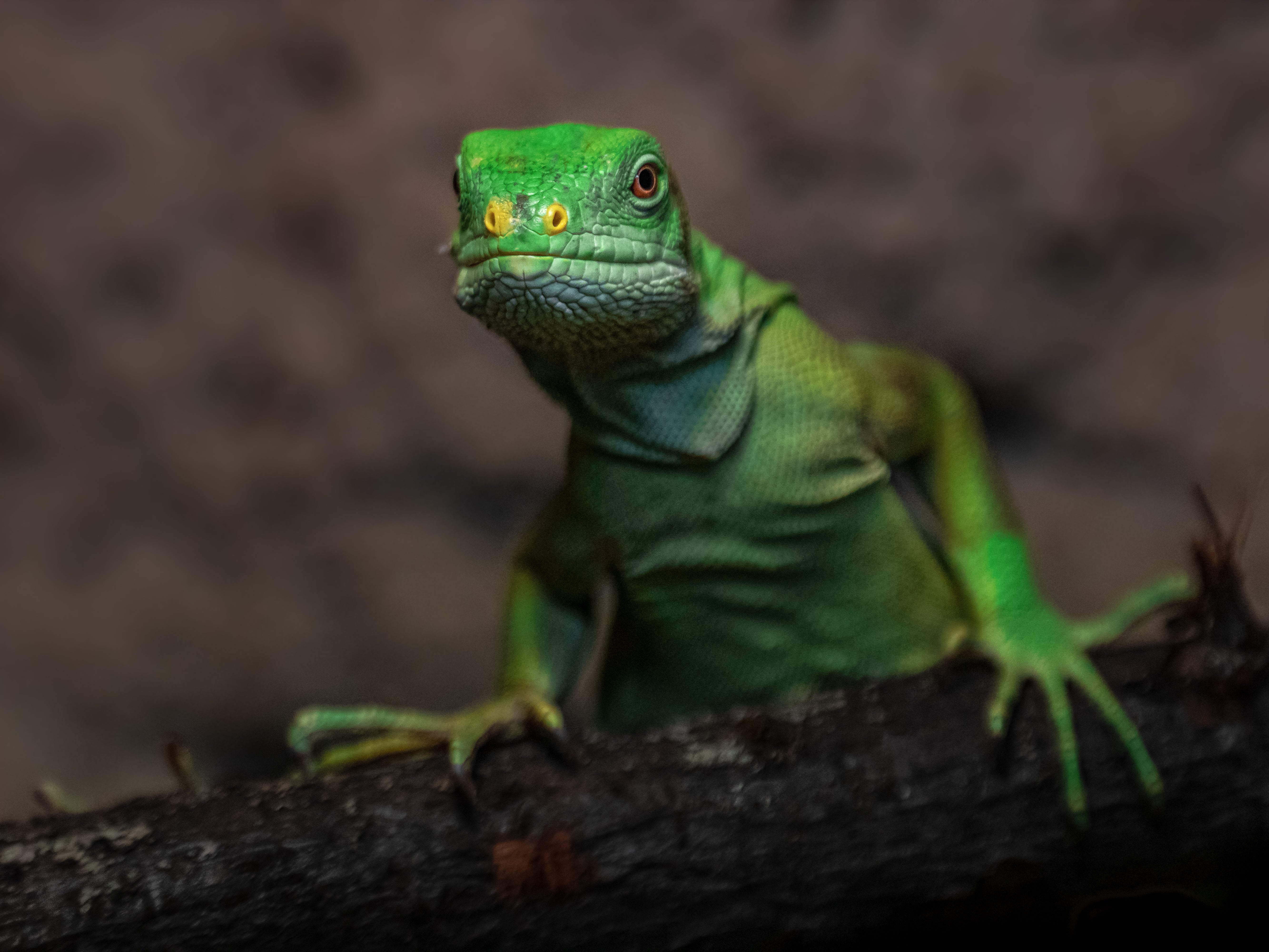 FROM TERRARIUM TO JUNGLE: A COMPREHENSIVE REPTILE GUIDE