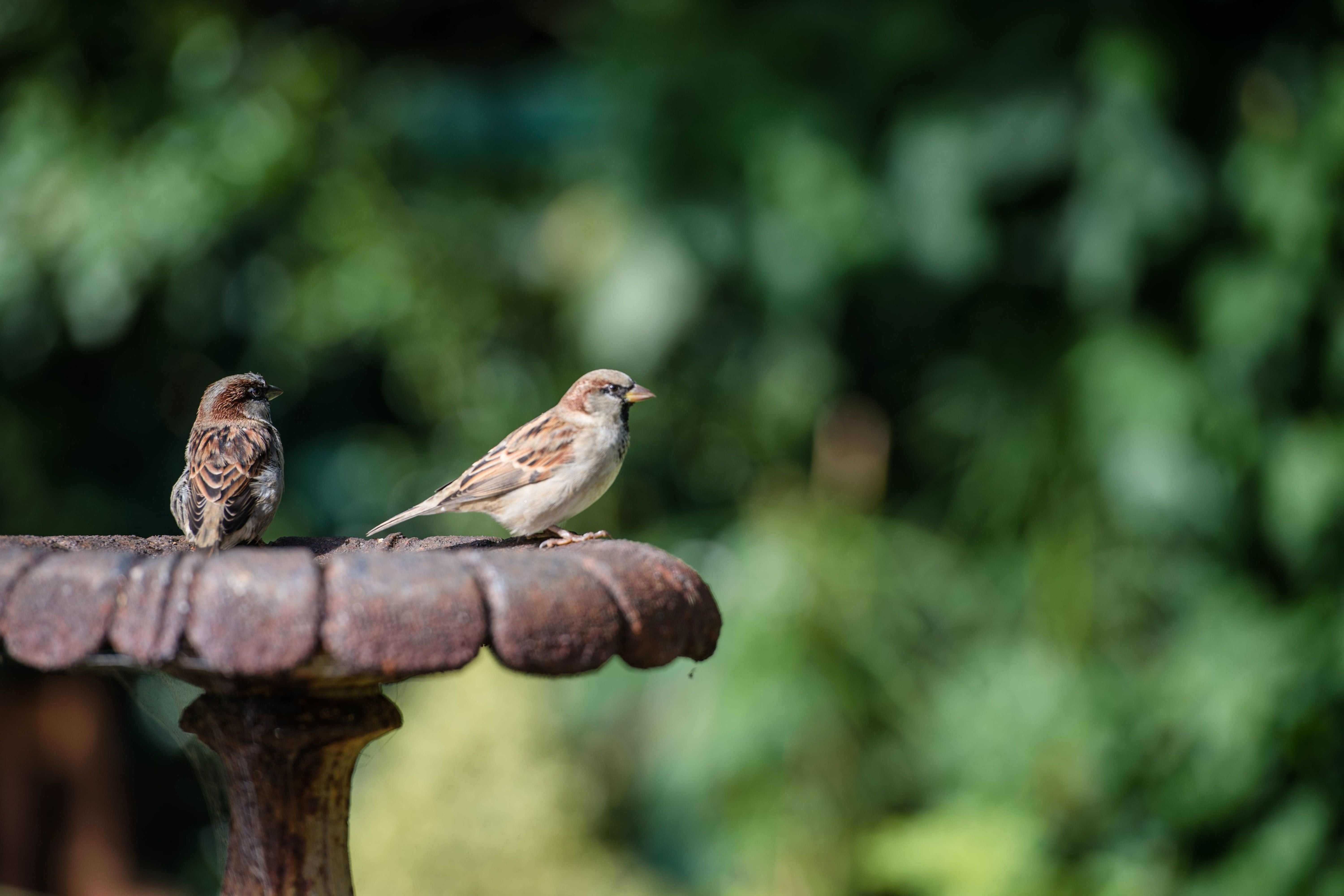 BIRDS OF THE BACKYARD: A PET OWNER’S GUIDE