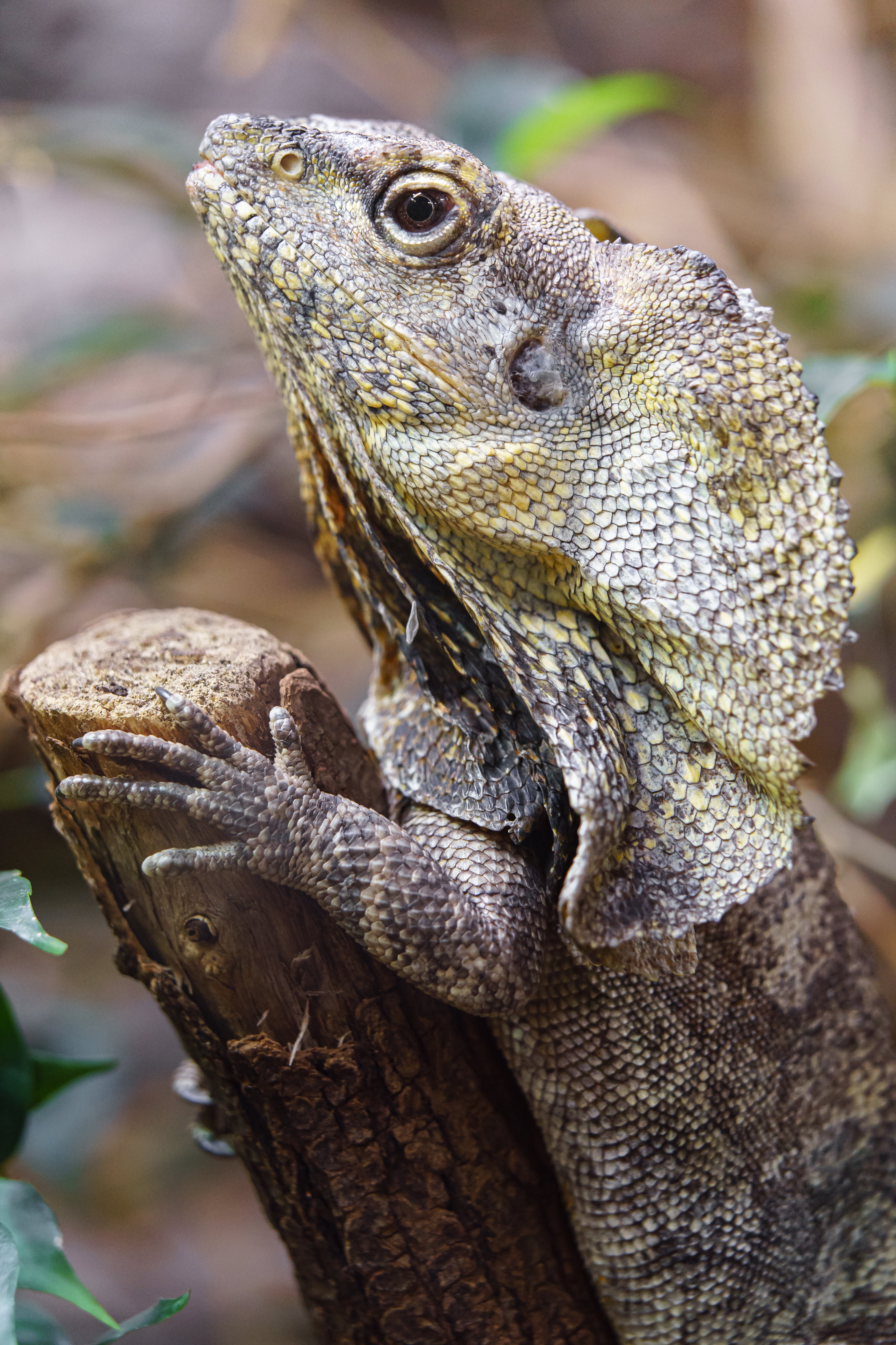 REPTILE HEALTH MADE SIMPLE: BEST PRACTICES FOR LONG-TERM CARE