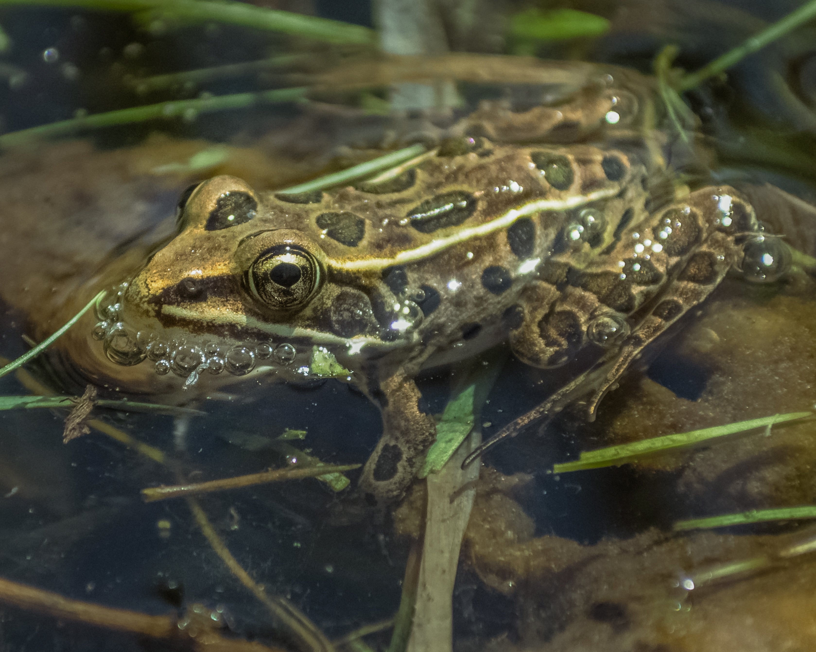 REPTILE PARENTING 101: FROM HATCHLING TO ADULTHOOD