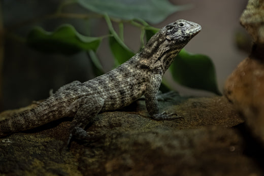 RAISING HEALTHY REPTILES: EXPERT TIPS FOR EVERY KEEPER