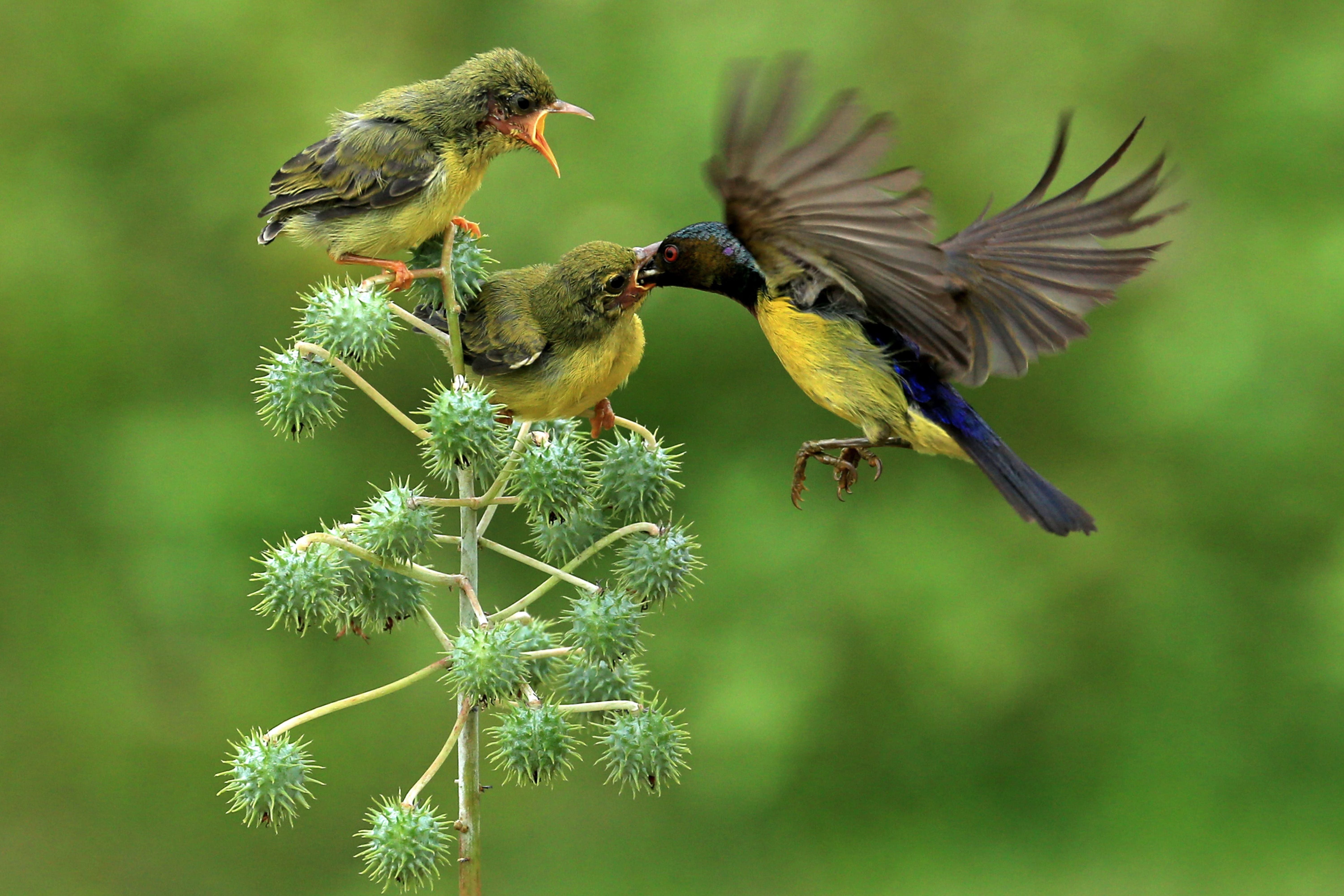 HOW TO CALM A STRESSED BIRD