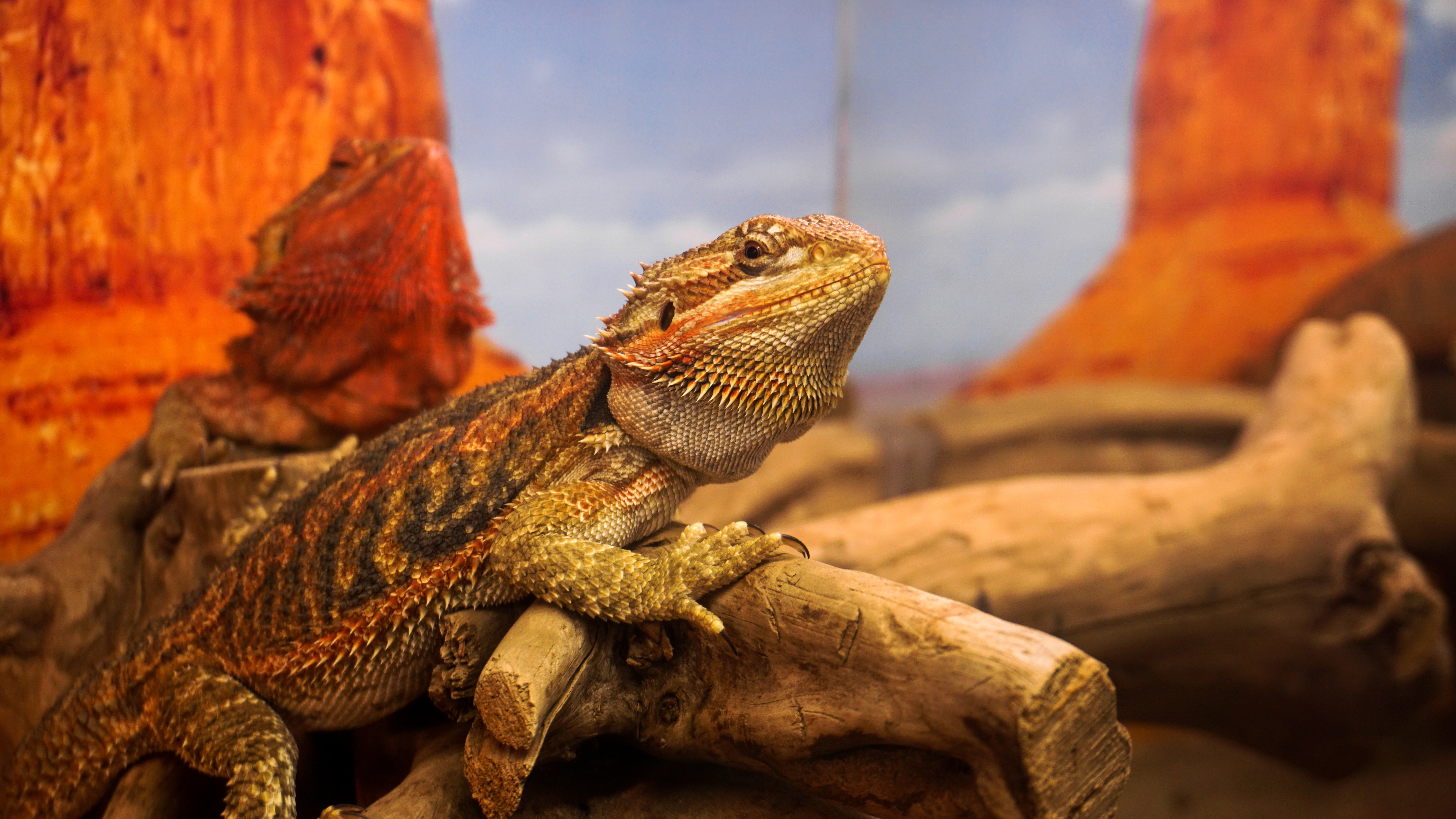 SMART REPTILE KEEPING: HOW TO PROVIDE THE PERFECT ENVIRONMENT