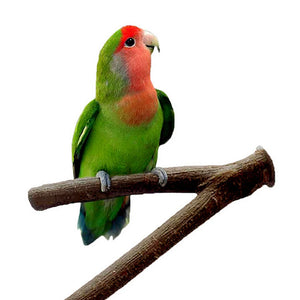 Parrot Bird Standing Stick Wood Pole Bird Cockatiel Parakeet Perches Bite Claw Grinding Toy Bird Cage Accessories  Pet Toys