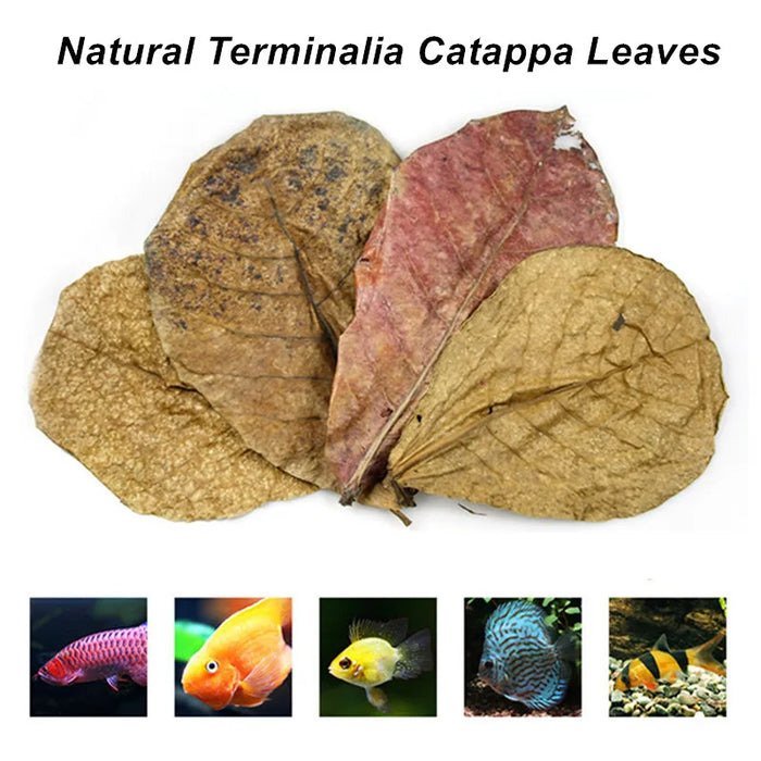 Fish Tank Natural Catappa Leaves Aquarium Terminalia Foetida Leaves Fish Water Quality Stabilizer For Tropical Fish Treatment