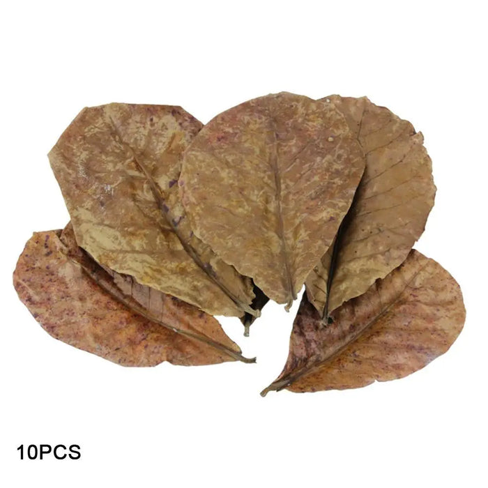 Almond Leaf Natural Terminalia Catappa Leaves Aquarium Decoration Fish Tank Cleaning Tools Water Treatment Aquarium Accessories