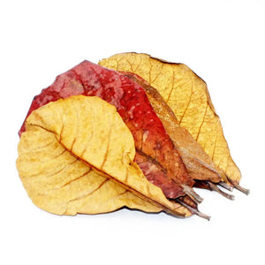 Almond Leaf Natural Terminalia Catappa Leaves Aquarium Decoration Fish Tank Cleaning Tools Water Treatment Aquarium Accessories