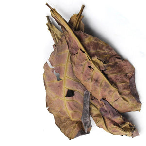 Fish Tank Natural Catappa Leaves Aquarium Terminalia Foetida Leaves Fish Water Quality Stabilizer For Tropical Fish Treatment