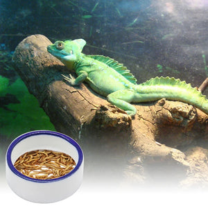 Reptile Bowls Terrarium Feeding Worm Dish Reptile Mealworm Feeder Dish Ceramic Bowl for frog Gecko Snake Spiders Rats