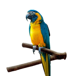 Parrot Bird Standing Stick Wood Pole Bird Cockatiel Parakeet Perches Bite Claw Grinding Toy Bird Cage Accessories  Pet Toys