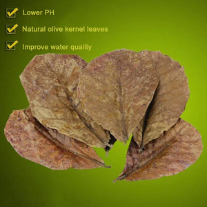 Natural Terminalia Catappa Foetida Leaves Island Almond Leaf Fish Cleaning Treatment Aquarium Tank Drop Shipping