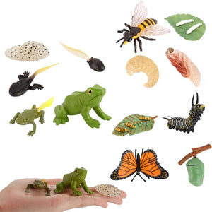 OozDec Simulation Small Animal Model Toy Growth Life Cycle Frog Turtle Chicken Montessori Kindergarten Teaching Aids Wholesale