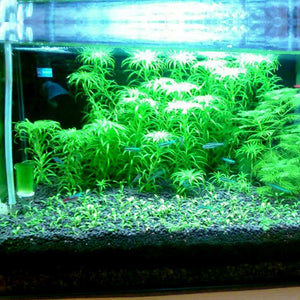 Fish Tank Mud Aquarium Planted Substrate Sand,Water Grass Mud Aquarium Fish Tank Bottom Water Grass Seeds Plant Sand Mud