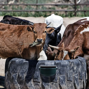 Horse Cattle Drinker Automatic Cow Waterer Livestock Feeder Dog Dispenser Bucket Horses Outdoor Container Stainless Steel