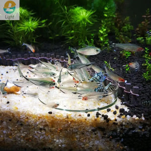 Aquarium Feeder Bowls Dish Clear Glass Tray Round Container For Keep Water Clean Shrimp Tropical Fish Ratfish Feeding Cup