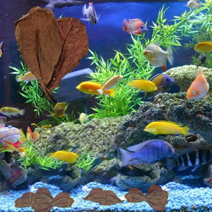 Betta Fish/Shrimp Leaves Indian Catappa Almonds Naturally Leaves For Fish Tanks Long Dried Leaf For Betta Breeding accessories