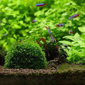 Plastic Aquarium Moss Ball Filter Aquatic Pet Supplies Decorations For Shrimps Fish Tank Pet Products Fish Tank Decor