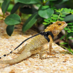 1 Set Reptile Lizard Gecko Bearded Dragon Harness and Leash Adjustable Pet Lizard Traction Belt Reptile Harness Set Pet Supplies