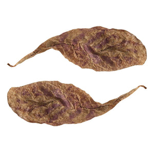 Natural Terminalia Catappa Foetida Leaves Island Almond Leaf Fish Cleaning Treatment Aquarium Tank Drop Shipping