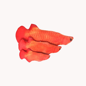 Cat Toy Training Entertainment Fish Plush Stuffed Pillow 20Cm Simulation Fish Cat Toy Fish Interactive Pet Chew Toy Pet Supplies