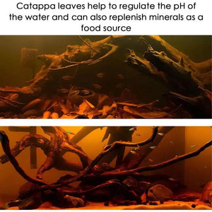 Betta Shrimp Leaves Catappa Indian Almond Leaves PH Balance Water Conditioner for Aquarium Turtle Tank Fish Tank for Turtles