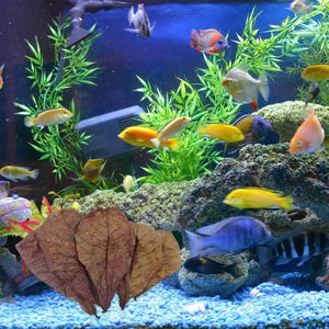 Betta Shrimp Leaves Catappa Indian Almond Leaves PH Balance Water Conditioner for Aquarium Turtle Tank Fish Tank for Turtles