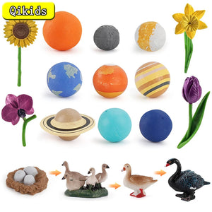 Simulation Cosmic Planet Model Animals Growth Cycle Flower Butterfly Chicken Life Cycle Action Figures Educational Kids Toy Gift