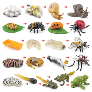 OozDec Life Cycle Learning & Education Montessori Toys, 43 Style Animal Figurines of Frog, Butterfly, Chicken, Mantis, Age 3+