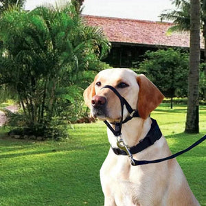 Nylon Dog Muzzle Adjustable Anti-barking Anti-bite Harness Head Collar Muzzle Dog Halter Training Leash Leader Classic Collar