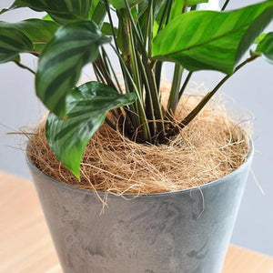 Natural Coconut Husk Fiber Flowerpot Cover Insect-proof Protect Garden Flower Plant Soil Keep Warm Reptile Bedding Bird Nest