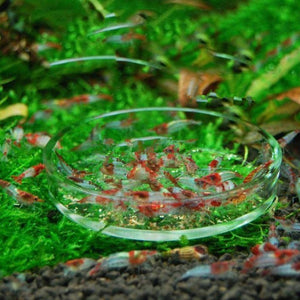 Shrimp Feeder Glass Feeding Dish Aquarium Fish for Tank Reptiles Round Clear Food Bowl 3.9" 3.5" 3.2" 2.6" 2.4" Tra