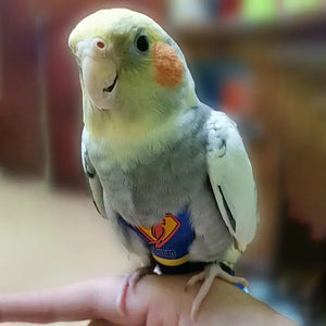 Waterproof Parrot Diaper Washable Harness Bird Flight Suit Protective Liner For Quaker Parakeet Pet Birds Parrot Cockatoos