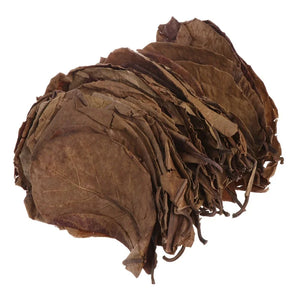 10Pcs Natural Terminalia Catappa Leaves Cleaning Treatment Fish Tank Filter Aquarium Foetida Leaves Shrimp Catfish Love