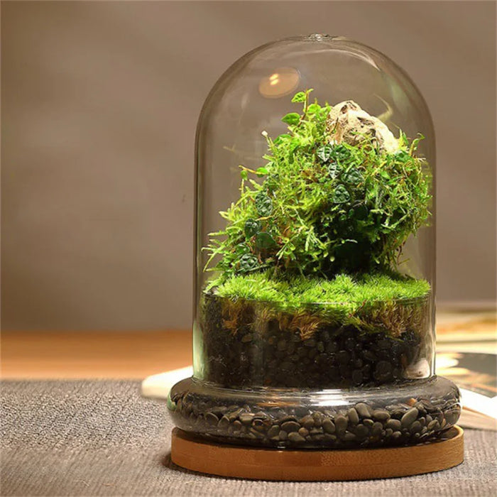 Creative Glass Cover Dome Glass Bottles Succulent Glass Vase Micro Succulent Moss Landscape Glass Terrarium Home Decoration