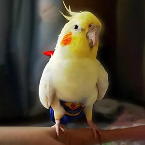 Waterproof Parrot Diaper Washable Harness Bird Flight Suit Protective Liner For Quaker Parakeet Pet Birds Parrot Cockatoos