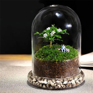 Creative Glass Cover Dome Glass Bottles Succulent Glass Vase Micro Succulent Moss Landscape Glass Terrarium Home Decoration