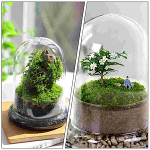 Micro Landscape Vase Hydroponic Terrarium Jar Glass Lid Multipurpose Dome Cover Moss Bottle Base Florarium