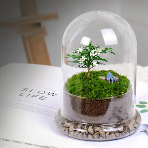 Micro Landscape Vase Glass Lid Dome Cover Moss Bottle Succulent Plants Ecological Bell Jar Terrarium Display