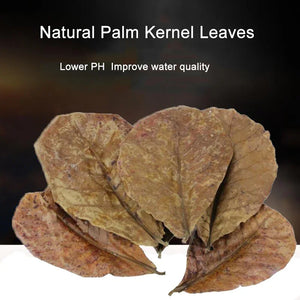 Natural Terminalia Catappa Foetida Leaves Island Almond Leaf Fish Cleaning Treatment Aquarium Tank Drop Shipping