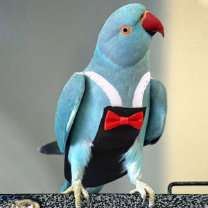 Parrot Pigeon Diaper With Bowtie Small Medium Large Pet Bird Nappy Washable Clothes Green Cheek Parakeet Cockatiel Flight Suit