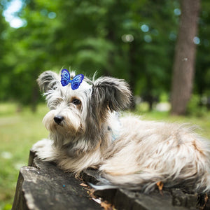 50/100/200Pcs Dog Hair Accessories Cute Butterfly Cat Dog Hair Bows With Rubber Bands Dog Grooming Topknot Bows For Small Pets