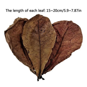 Betta Fish/Shrimp Leaves Indian Catappa Almonds Naturally Leaves For Fish Tanks Long Dried Leaf For Betta Breeding accessories