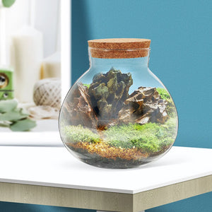 2 Pcs Glass Dome Wooden Base Desktop Decor Clear Case Tiny Covered Topper Ecological Vase Mini Plants Terrarium Succulents