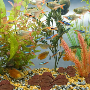 20pcs Almond Leaves Natural Fish Aquarium Tank Water Conditioner Catappa Indians Almond Leaves For Fish Tank Pond decoration