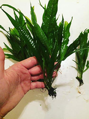 Java Fern Bare Root | Microsorum Pteropus - Low Light Freshwater Aquarium Plant