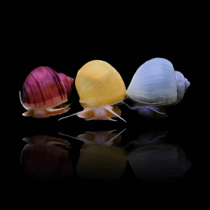 Plants N Fins Mystery Snails (3 Pack) Assorted + Food Sample | Live Arrival Guarantee Freshwater Live Aquarium Snails (Assorted (Held at Post Office for Pickup))