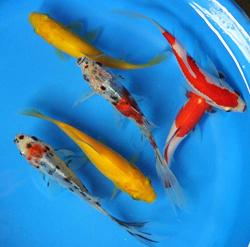 6 Pack of 4-5 inch Mixed Live sarasa, shubunkin, Apricot Comet Goldfish for Aquarium Fish Tank or koi Pond