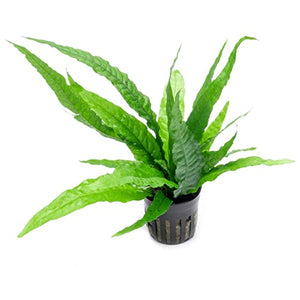 SubstrateSource Java Fern Live Aquarium Plants - Freshwater Plant for Fish Tanks - Beginner Friendly, Low Light (Java Fern, 1 Pot (2 Plants))